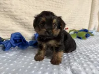 Cody, a female Yorkshire Terrier for sale in Brighton, MO – 5 of 8
