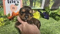 Sadie, a female Yorkshire Terrier for sale in Brighton, MO – 1 of 8