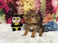Brownie, a male Yorkshire Terrier for sale in Brighton, MO – 1 of 9