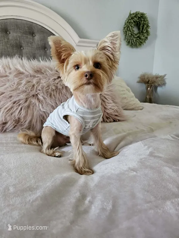 Winston – Yorkshire Terrier puppy for sale in Brighton, MO