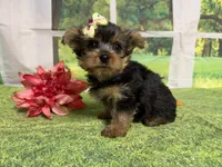 Shellu, a female Yorkshire Terrier for sale in Brighton, MO – 4 of 9
