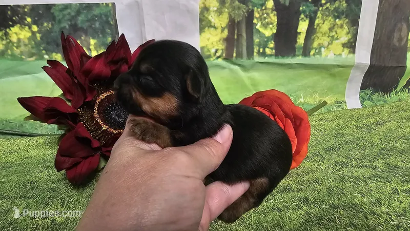 Cash – Yorkshire Terrier puppy for sale in Brighton, MO