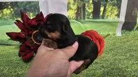 Cash, a female Yorkshire Terrier for sale in Brighton, MO – 1 of 5