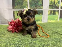 Shellu, a female Yorkshire Terrier for sale in Brighton, MO – 7 of 9