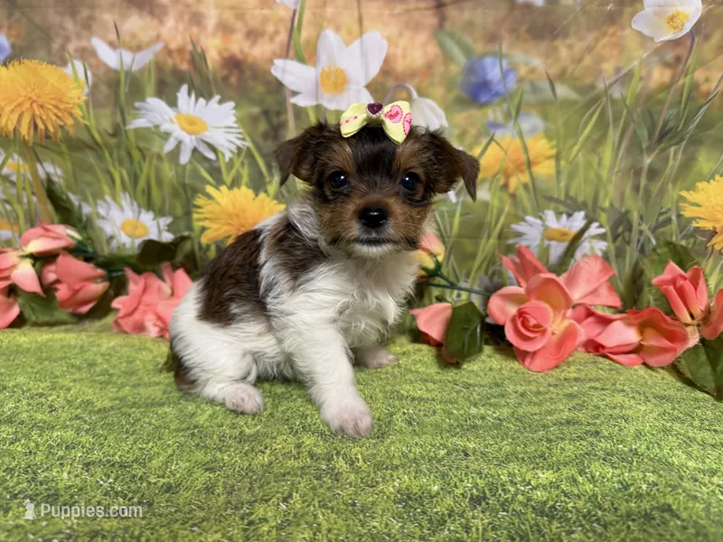 Hazel  – Yorkshire Terrier puppy for sale in Brighton, MO