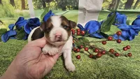 Carter , a male Yorkshire Terrier for sale in Brighton, MO – 2 of 9