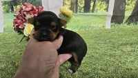Ceci, a female Yorkshire Terrier for sale in Brighton, MO – 4 of 8