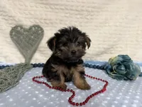 Chris , a female Yorkshire Terrier for sale in Brighton, MO – 7 of 9