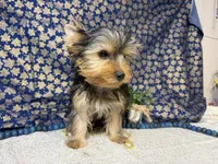 Levi neutered , a male Yorkshire Terrier for sale in Brighton, MO – 7 of 10