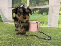 Stella , a female Yorkshire Terrier for sale in Brighton, MO – 6 of 7