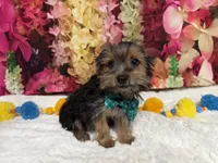 Cody, a male Yorkshire Terrier for sale in Brighton, MO – 2 of 9