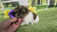 Hazel , a female Yorkshire Terrier for sale in Brighton, MO – 2 of 9