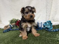 Biscuit, a male Yorkshire Terrier for sale in Brighton, MO – 4 of 7