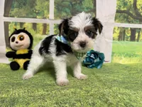 Seth, a male Yorkshire Terrier for sale in Brighton, MO – 6 of 8