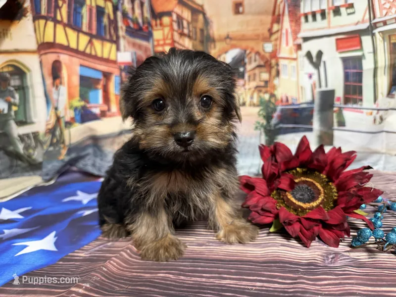 Chris  – Yorkshire Terrier puppy for sale in Brighton, MO