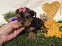 Lucy, a female Yorkshire Terrier for sale in Brighton, MO – 3 of 7