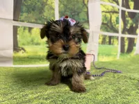 Stella , a female Yorkshire Terrier for sale in Brighton, MO – 4 of 7