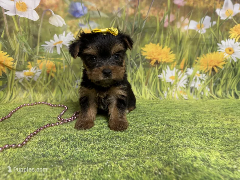 Ceci – Yorkshire Terrier puppy for sale in Brighton, MO