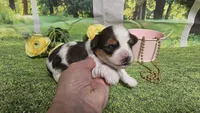 Cassie , a female Yorkshire Terrier for sale in Brighton, MO – 7 of 8