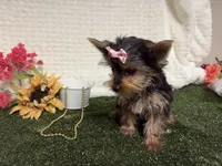 Sammy, a male Yorkshire Terrier for sale in Brighton, MO – 3 of 10
