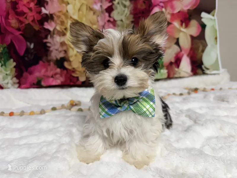 Sylvester  – Yorkshire Terrier puppy for sale in Brighton, MO