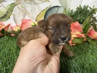 Stella, a female Yorkshire Terrier for sale in Brighton, MO – 6 of 6