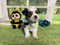 Seth, a male Yorkshire Terrier for sale in Brighton, MO – 8 of 8