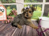 Heidi, a female Yorkshire Terrier for sale in Brighton, MO – 3 of 6