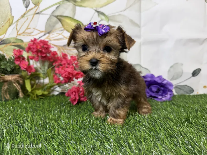 Ruby – Yorkshire Terrier puppy for sale in Brighton, MO