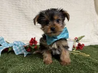 Baloo, a male Yorkshire Terrier for sale in Brighton, MO – 4 of 7