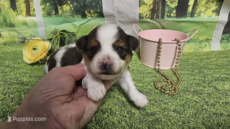 Cassie  – Yorkshire Terrier puppy for sale in Brighton, MO