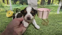 Cassie , a female Yorkshire Terrier for sale in Brighton, MO – 1 of 8