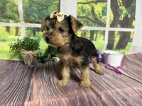 Honey, a female Yorkshire Terrier for sale in Brighton, MO – 2 of 7