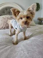 Winston, a male Yorkshire Terrier for sale in Brighton, MO – 2 of 7