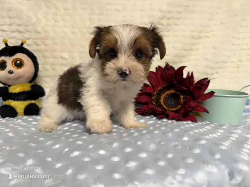 Sylvester  – Yorkshire Terrier puppy for sale in Brighton, MO