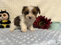 Sylvester , a male Yorkshire Terrier for sale in Brighton, MO – 1 of 9