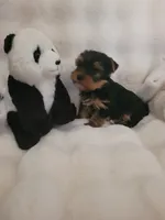 Andy, a male Yorkshire Terrier for sale in Brighton, MO – 3 of 4