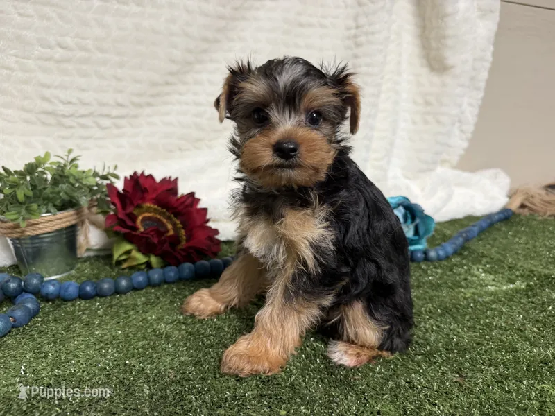 Biscuit – Yorkshire Terrier puppy for sale in Brighton, MO