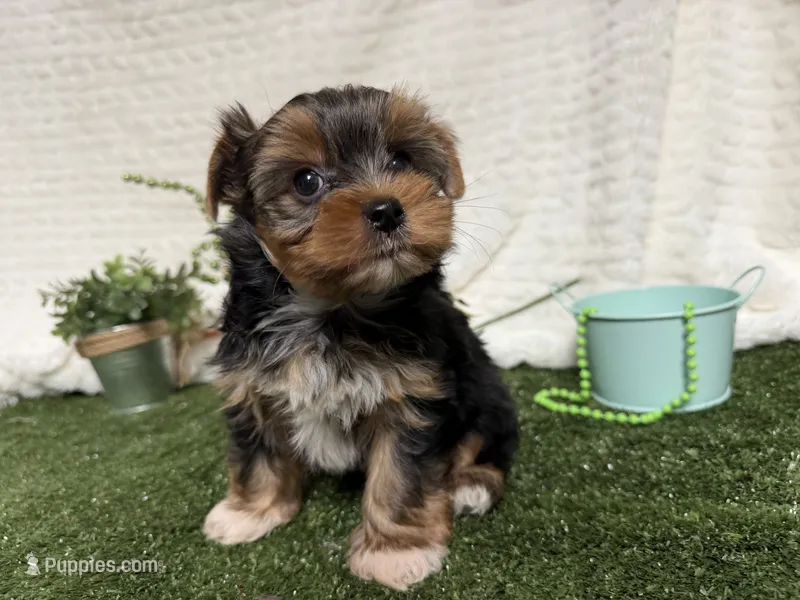 Brent – Yorkshire Terrier puppy for sale in Brighton, MO