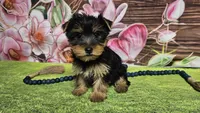 Isaac, a male Yorkshire Terrier for sale in Brighton, MO – Photo 5 of 9