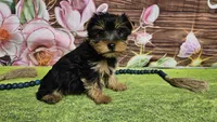 Isaac, a male Yorkshire Terrier for sale in Brighton, MO – Photo 8 of 9