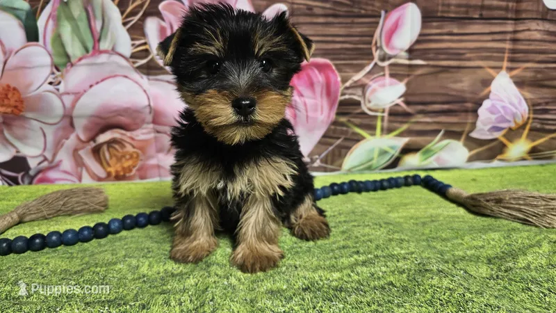 Isaac – Yorkshire Terrier puppy for sale in Brighton, MO