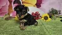 Isaac, a male Yorkshire Terrier for sale in Brighton, MO – Photo 1 of 2