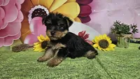 Isaac, a male Yorkshire Terrier for sale in Brighton, MO – Photo 2 of 2