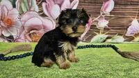 Isaac, a male Yorkshire Terrier for sale in Brighton, MO – Photo 2 of 9
