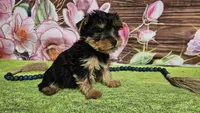 Isaac, a male Yorkshire Terrier for sale in Brighton, MO – Photo 7 of 9