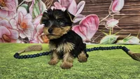 Isaac, a male Yorkshire Terrier for sale in Brighton, MO – Photo 6 of 9