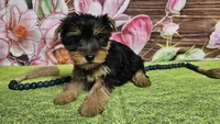 Isaac, a male Yorkshire Terrier for sale in Brighton, MO – Photo 9 of 9