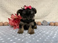 Candice , a female Yorkshire Terrier for sale in Brighton, MO – 5 of 7