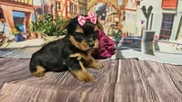 Isabel, a female Yorkshire Terrier for sale in Brighton, MO – Photo 1 of 2